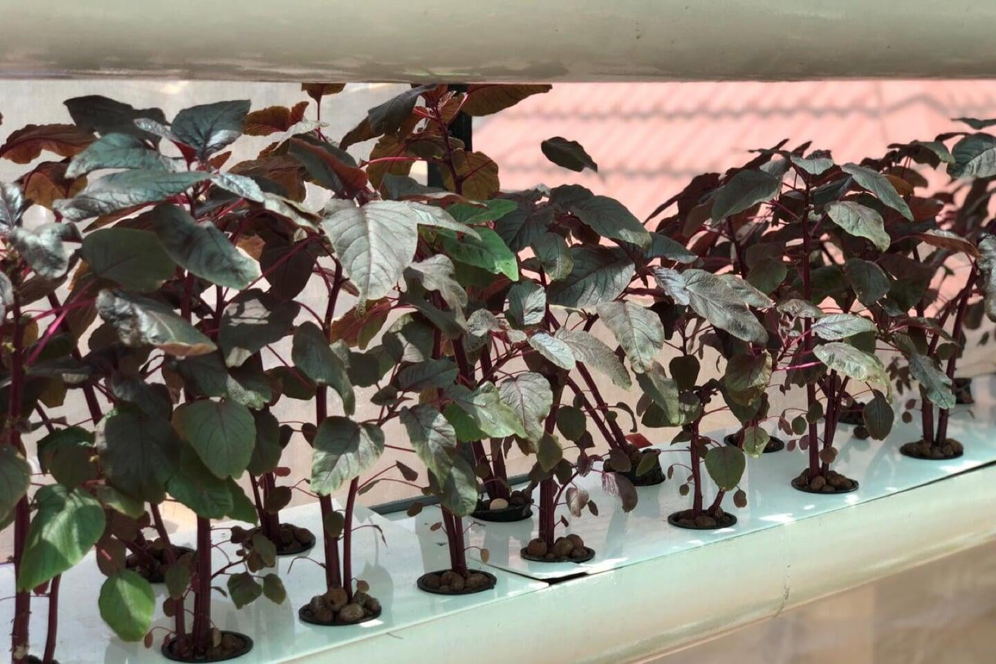 Growing Amaranth using Hydroponics